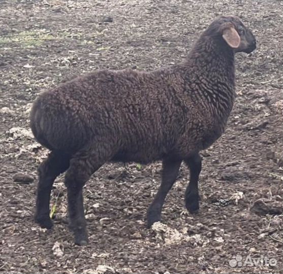 Гисарские бараны