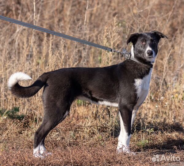 Собака Чили в добрые руки