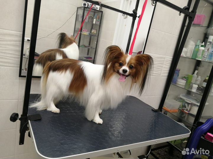 Груминг собак и кошек