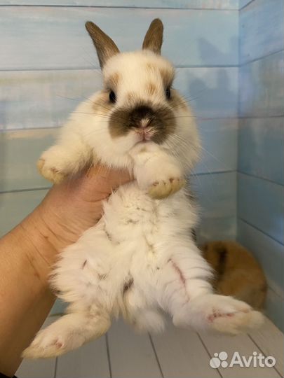 Мини карликовые крольчата