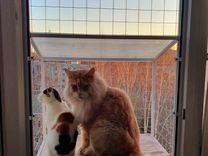 Котобалкончик, Балкончик для кошки на окно