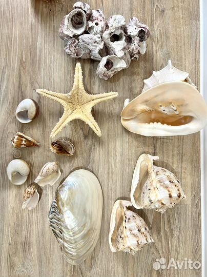 Ракушка морская
