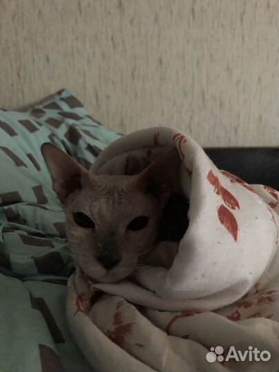 Отдам кошечку