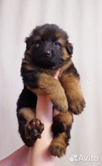 Щенки немецкой овчарки