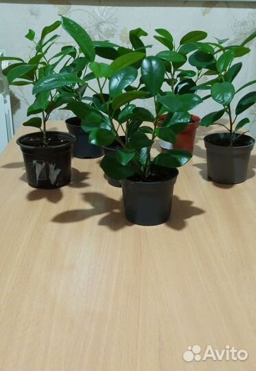 Фикус микрокарпа мокламе