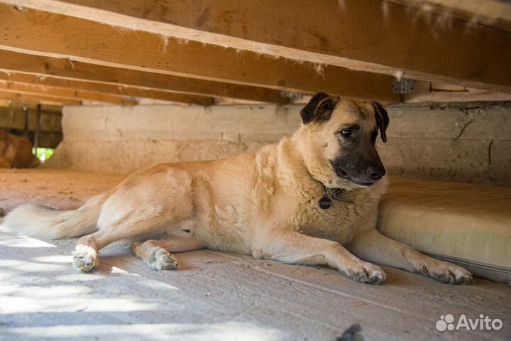 Собака в добрые руки