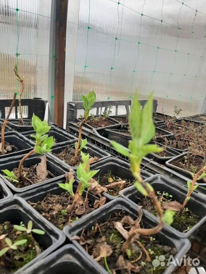 Гортензия древовидная Анабель