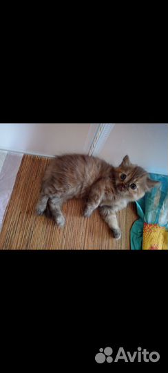 Шотландская девочка