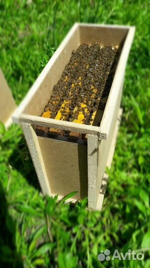 Пчелопакет Карника, Карпатка (пчелы )