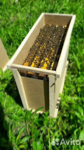 Пчелопакет Карника, Карпатка (пчелы )