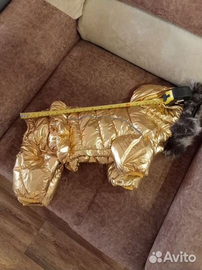 Одежда для собак