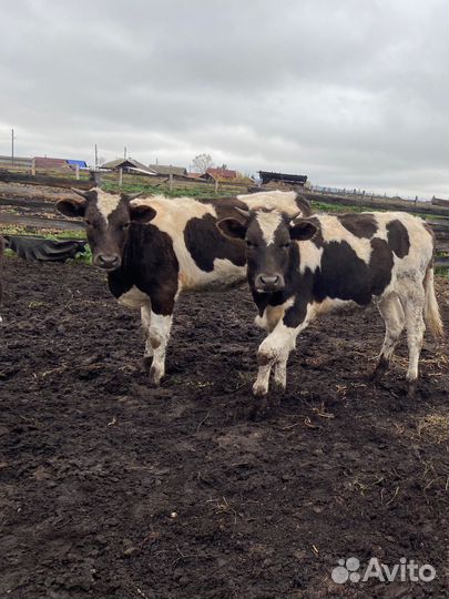 Телки годовалые