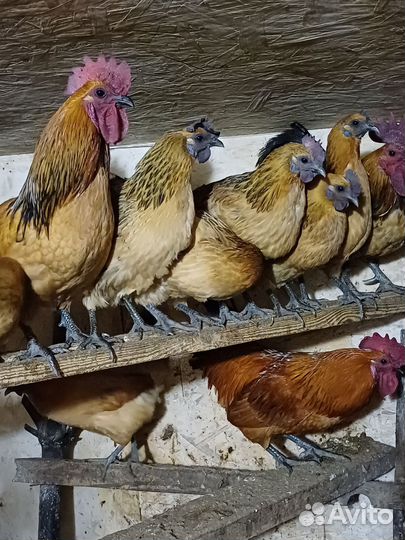 Инкубационное яйцо