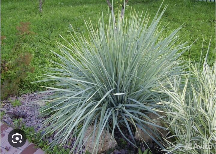 Злаковые растения