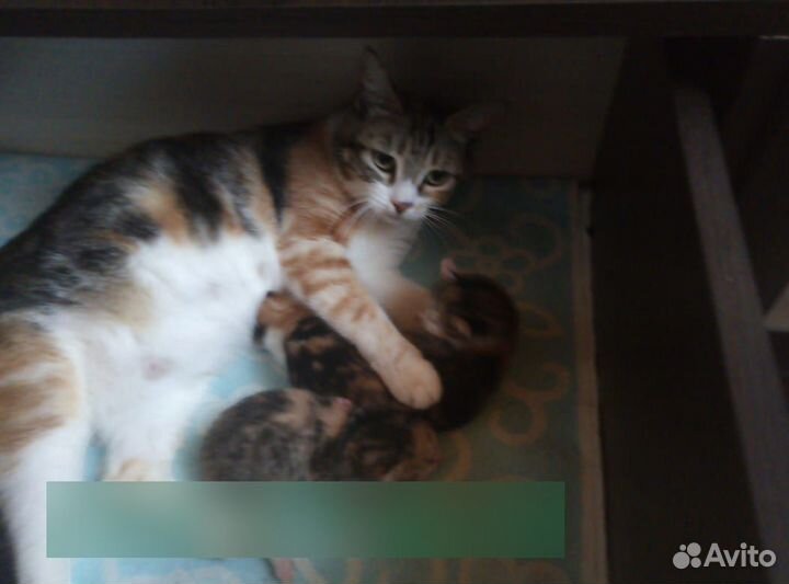 Кошечки в добрые руки бесплатно