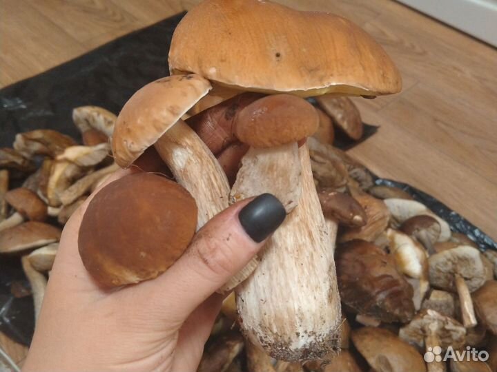 Грибы свежие