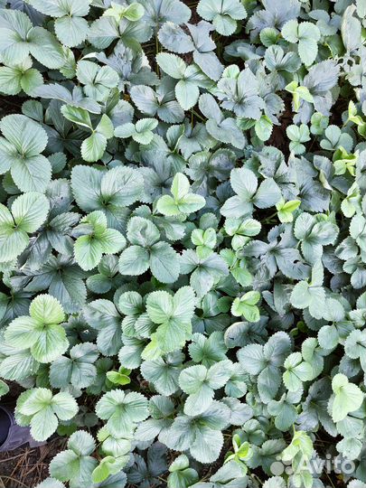 Рассада ранней клубники Виктория с гарантией