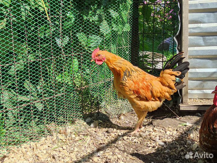 Петушки разных пород