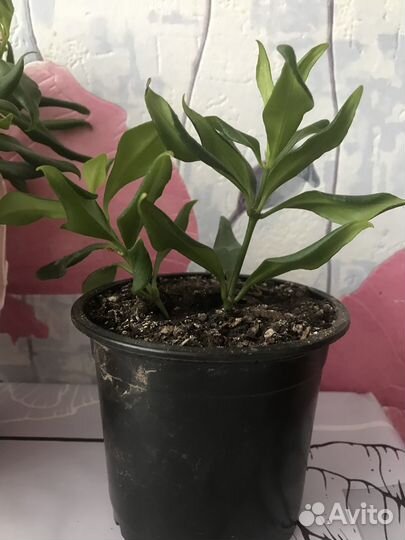 Эсхинантус жар птица