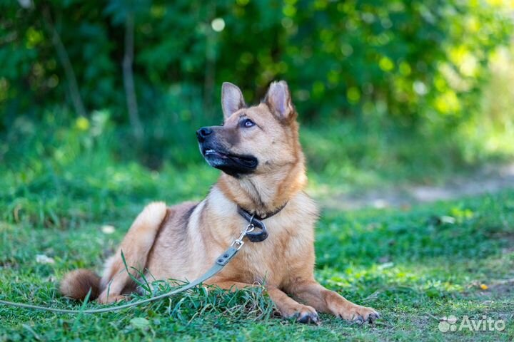 Собака в добрые руки