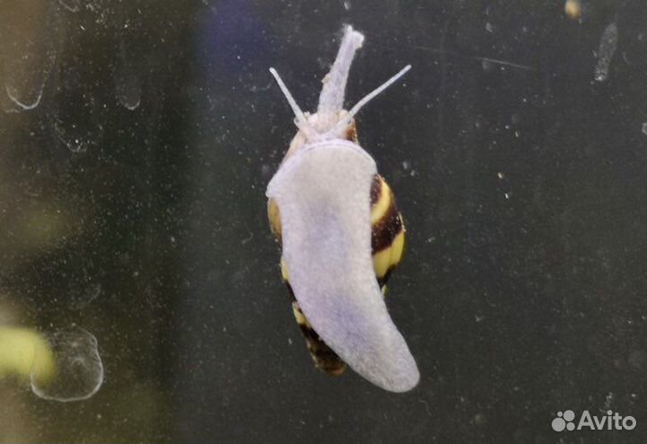 Улитки хелены