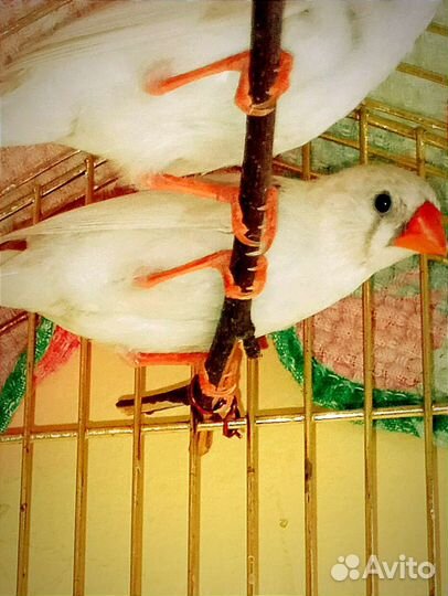 Амадины Зебровые