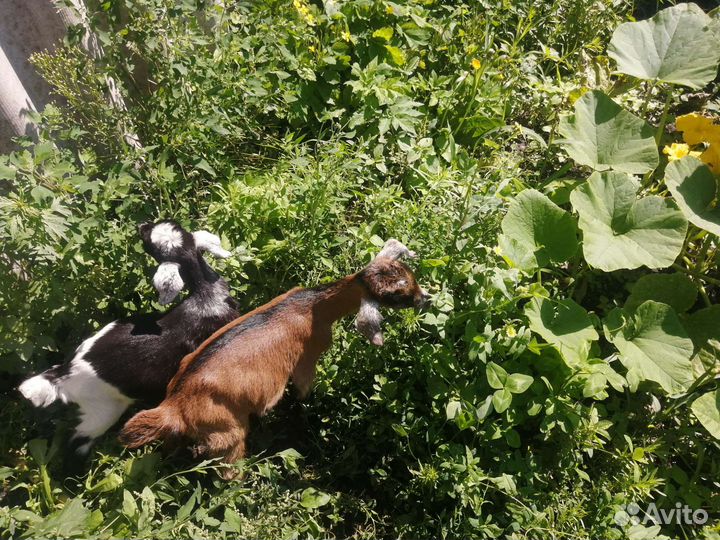 Продам козу