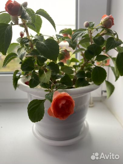 Бальзамин (ванька мокрый) махровый