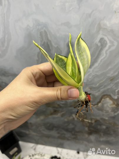 Сансевиерия манолин