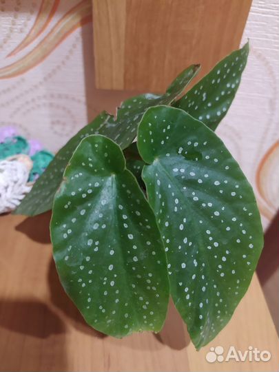 Монстера и др