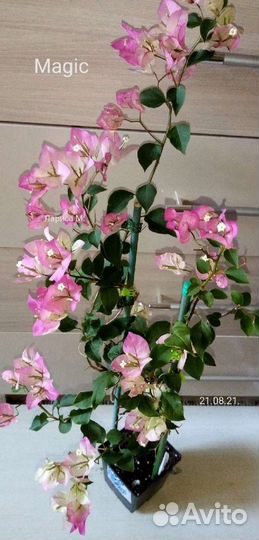 Бугенвиллии,граптофиллум