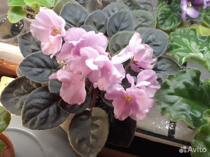 Фиалки стартеры