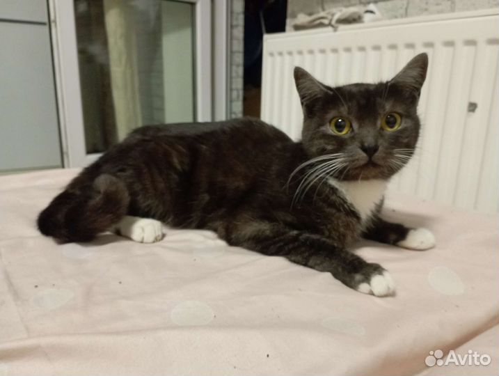 Котёнок в дар