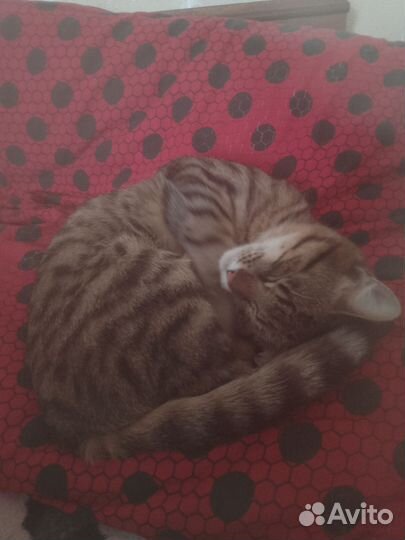 Отдам кота в добрые руки