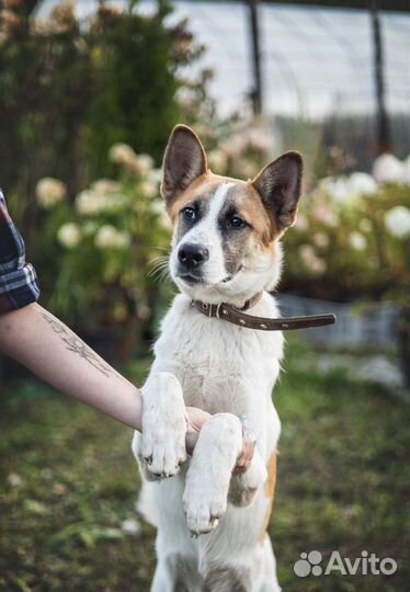 Щенок-подросток в добрые руки