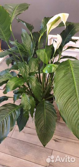 Спатифиллум Свит Себастьян