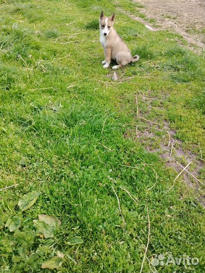 Щенки лайки