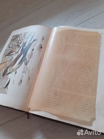 Гааке, происхождение животного мира