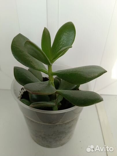 Тростянка денежное дерево