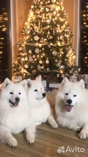 Аренда Самоедских собак для фотосессия
