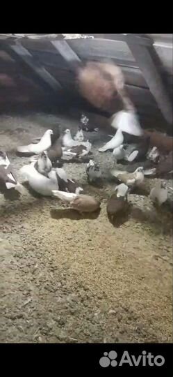 Гулуби Николаеские