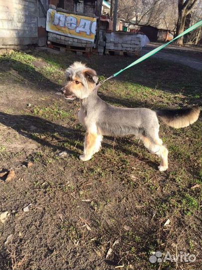 Маленькая собака в добрые руки бесплатно