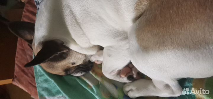 Вязка за щенка французский бульдог