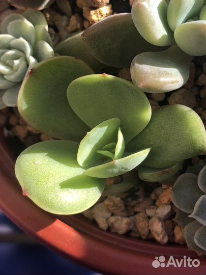 Суккуленты в Коллекцию