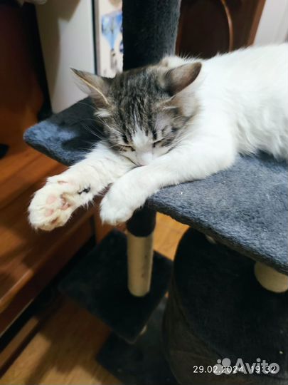 Кошка