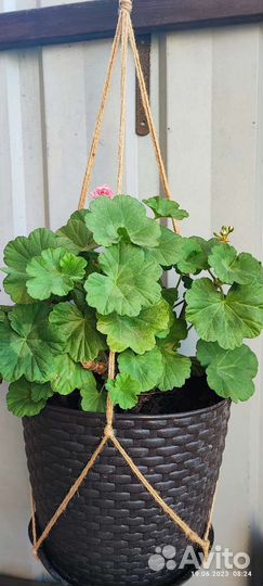 Пеларгония герань