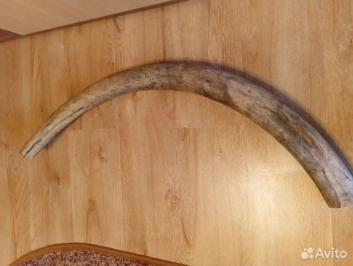 Продам бивень мамонта