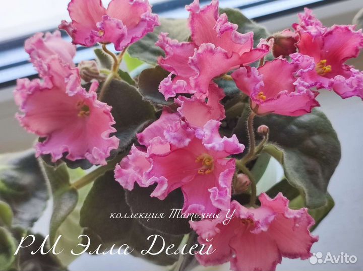 Фиалки сортовые