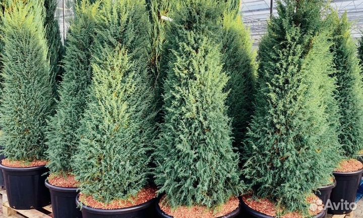 Можжевельник блю эрроу 150 см