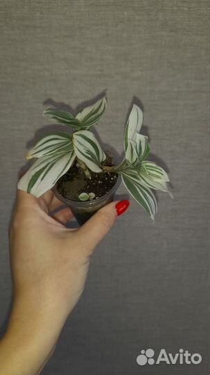 Традесканции